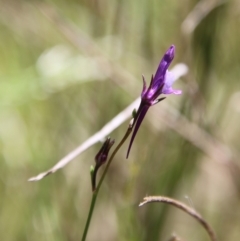 Linaria pelisseriana at Stromlo, ACT - 17 Oct 2021 12:58 PM