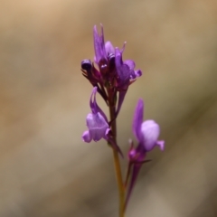 Linaria pelisseriana at Stromlo, ACT - 17 Oct 2021