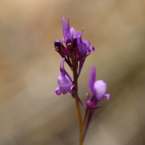 Linaria pelisseriana at Stromlo, ACT - 17 Oct 2021 12:58 PM