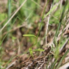 Linaria pelisseriana at Stromlo, ACT - 17 Oct 2021 12:58 PM