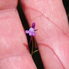 Linaria pelisseriana at Stromlo, ACT - 17 Oct 2021