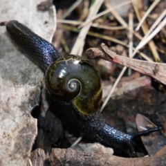 Helicarion cuvieri (A Semi-slug) at Paddys River, ACT - 17 Oct 2021 by alexhweller