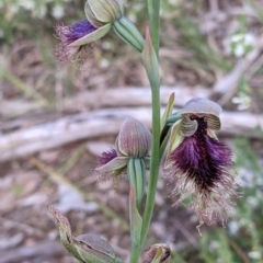 Calochilus robertsonii (Beard Orchid) at Glenroy, NSW - 17 Oct 2021 by Darcy