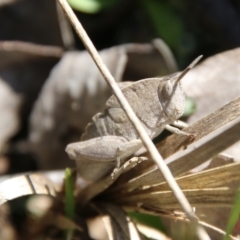 Goniaea australasiae (Gumleaf grasshopper) at Stromlo, ACT - 17 Oct 2021 by LisaH