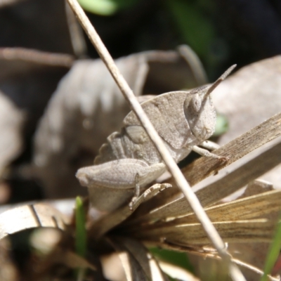 Goniaea australasiae (Gumleaf grasshopper) at Stromlo, ACT - 17 Oct 2021 by LisaH