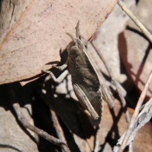 Goniaea australasiae at Stromlo, ACT - 17 Oct 2021