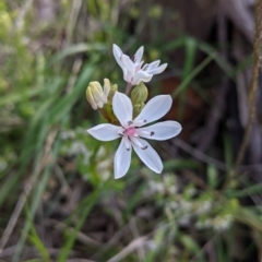 Burchardia umbellata (Milkmaids) at Glenroy, NSW - 17 Oct 2021 by Darcy