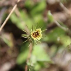 Tolpis barbata (Yellow Hawkweed) at Stromlo, ACT - 17 Oct 2021 by LisaH