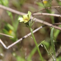 Tolpis barbata at Stromlo, ACT - 17 Oct 2021