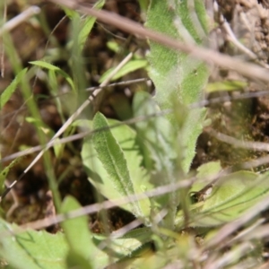 Tolpis barbata at Stromlo, ACT - 17 Oct 2021