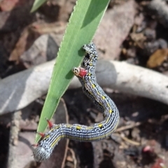 Chlenias banksiaria group (A Geometer moth) at Gossan Hill - 15 Oct 2021 by JanetRussell