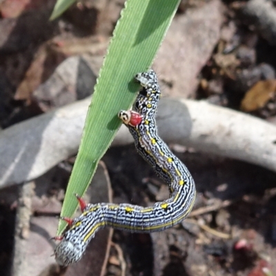 Chlenias banksiaria group (A Geometer moth) at Bruce, ACT - 16 Oct 2021 by JanetRussell