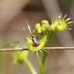 Drosera sp. at Stromlo, ACT - 17 Oct 2021