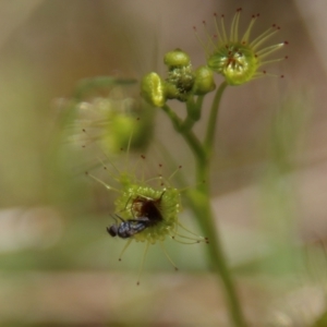 Drosera sp. at Stromlo, ACT - 17 Oct 2021 01:13 PM