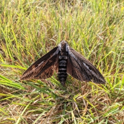 Endoxyla encalypti (Wattle Goat Moth) at Uriarra Village, ACT - 6 Mar 2021 by hughagan