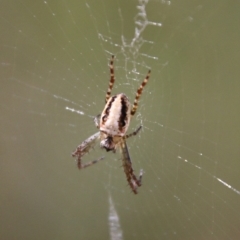 Plebs eburnus (Eastern bush orb-weaver) at Stromlo, ACT - 17 Oct 2021 by LisaH