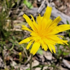 Microseris walteri (Yam Daisy, Murnong) at Mulligans Flat - 17 Oct 2021 by tpreston