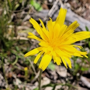 Microseris walteri at Forde, ACT - 17 Oct 2021