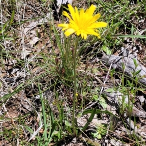 Microseris walteri at Forde, ACT - 17 Oct 2021