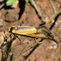 Philobota undescribed species near arabella (A concealer moth) at Forde, ACT - 17 Oct 2021 by tpreston