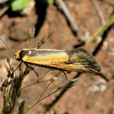 Philobota undescribed species near arabella (A concealer moth) at Mulligans Flat - 17 Oct 2021 by tpreston