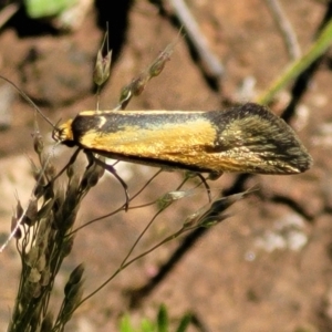 Philobota undescribed species near arabella at Forde, ACT - 17 Oct 2021