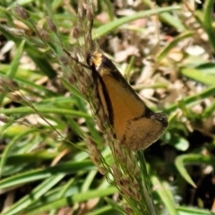 Philobota undescribed species near arabella at Forde, ACT - 17 Oct 2021 12:18 PM