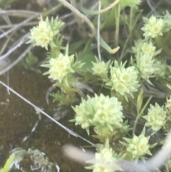 Scleranthus diander (Many-flowered Knawel) at Mount Clear, ACT - 16 Oct 2021 by Tapirlord