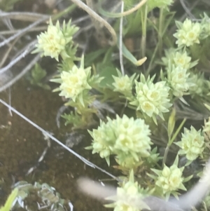 Scleranthus diander at Mount Clear, ACT - 17 Oct 2021 10:16 AM