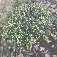 Scleranthus diander at Mount Clear, ACT - 17 Oct 2021 10:16 AM