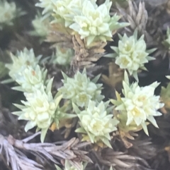 Scleranthus diander at Mount Clear, ACT - 17 Oct 2021 10:16 AM