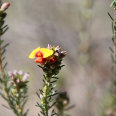 Dillwynia sericea (Egg And Bacon Peas) at Stromlo, ACT - 17 Oct 2021 by LisaH