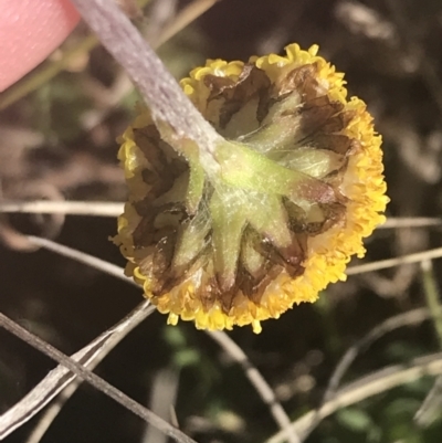 Craspedia variabilis (Common Billy Buttons) at Mount Clear, ACT - 16 Oct 2021 by Tapirlord