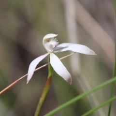 Caladenia ustulata (Brown Caps) at Stromlo, ACT - 17 Oct 2021 by LisaH