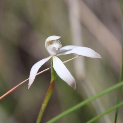 Caladenia ustulata (Brown Caps) at Stromlo, ACT - 17 Oct 2021 by LisaH