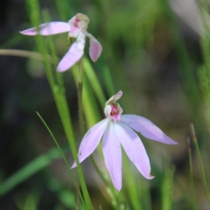 Caladenia carnea at Stromlo, ACT - suppressed