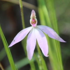 Caladenia carnea at Stromlo, ACT - suppressed