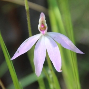 Caladenia carnea at Stromlo, ACT - suppressed