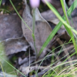 Caladenia carnea at Stromlo, ACT - suppressed