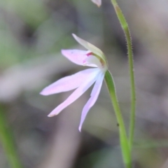 Caladenia carnea at Stromlo, ACT - suppressed