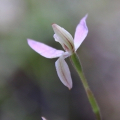 Caladenia carnea at Stromlo, ACT - suppressed