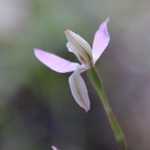 Caladenia carnea at Stromlo, ACT - suppressed