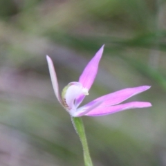 Caladenia carnea at Stromlo, ACT - 17 Oct 2021