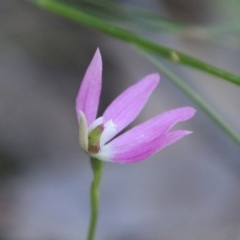 Caladenia carnea at Stromlo, ACT - 17 Oct 2021