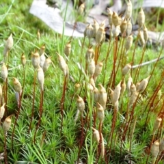 Polytrichaceae sp. (family) (A moss) at Bruce, ACT - 15 Oct 2021 by JanetRussell