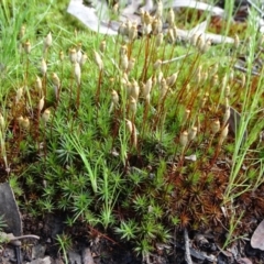 Polytrichaceae sp. (family) at Bruce, ACT - 16 Oct 2021