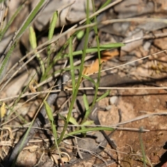 Wahlenbergia multicaulis at Stromlo, ACT - 17 Oct 2021 02:00 PM