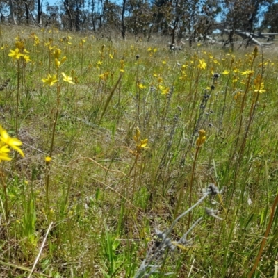 Bulbine bulbosa (Golden Lily) at Throsby, ACT - 17 Oct 2021 by byomonkey