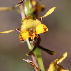 Diuris semilunulata (Late Leopard Orchid) at Denman Prospect 2 Estate Deferred Area (Block 12) - 17 Oct 2021 by LisaH