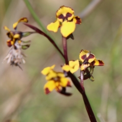 Diuris semilunulata at Molonglo Valley, ACT - suppressed